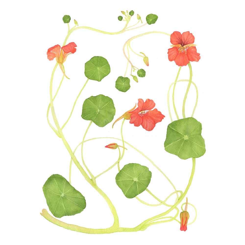 1000x1000 Orange Nasturtiums Watercolor Painting My Giant Strawberry - Strawberry Watercolor Painting