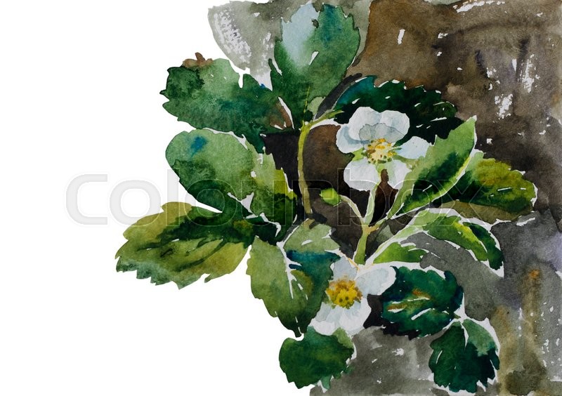800x564 Botany Illustration Strawberry Plants On Flowerbed Blossoming - Strawberry Watercolor Painting
