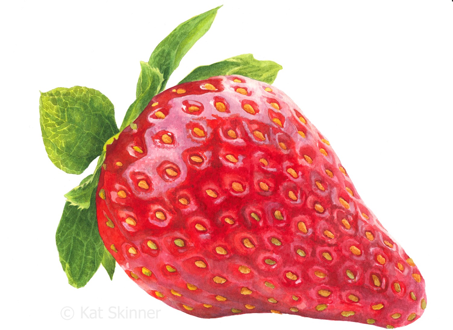 1500x1091 The Succulent Strawberry Kat Skinner - Strawberry Watercolor Painting