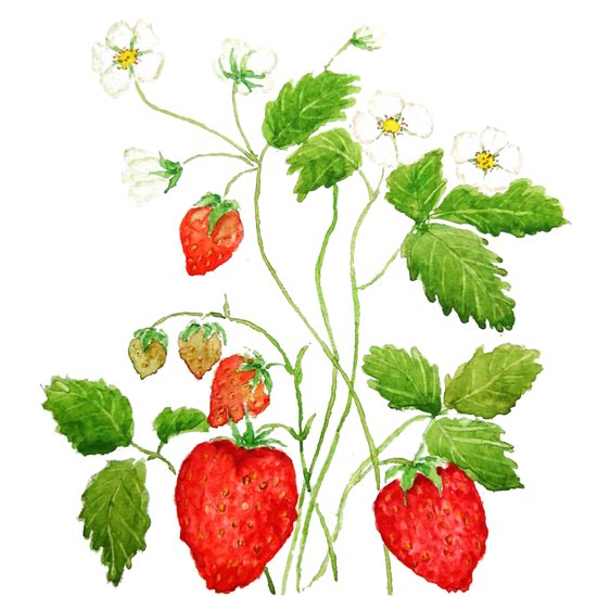 550x550 Strawberry And Strawberry Flowers Watercolor Painting Duvet Cover - Strawberry Watercolor Painting