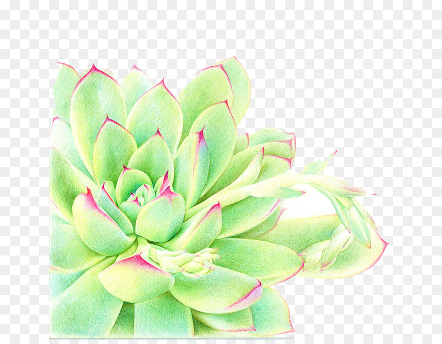 900x700 Succulent Plant Watercolor Painting - Succulent Watercolor Painting