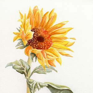 300x300 Sunflower Watercolor Paintings Fine Art America - Sunflower Watercolor