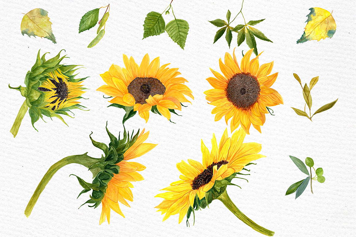 1162x775 Sunflower Watercolor Clipart - Sunflower Watercolor