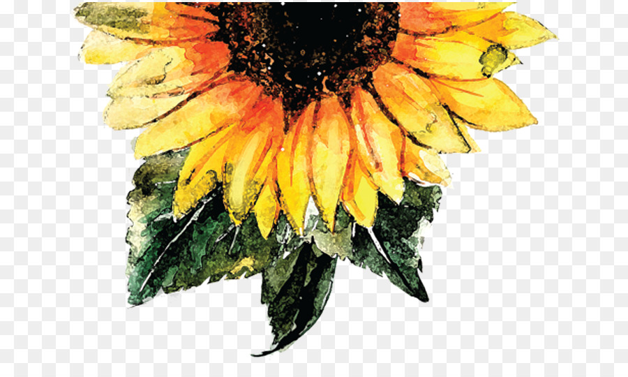 900x540 Common Sunflower Watercolor Painting Sunflower Seed - Sunflower Watercolor