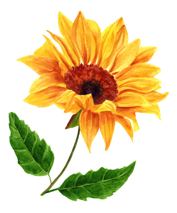 600x722 Sunflower Watercolor Vector Free Download - Sunflower Watercolor