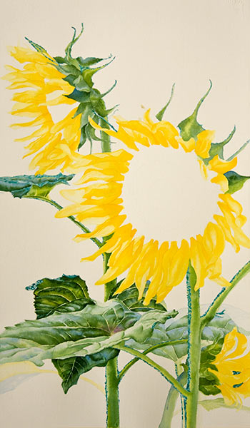 350x600 Watercolor Painting Demonstration Of Sunflowers By Richland, Wa - Sunflower Watercolor