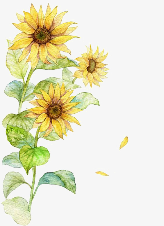 564x775 Watercolor Sunflower, Watercolor Clipart, Sunflower Clipart - Sunflower Watercolor