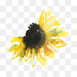 260x261 Watercolor Sunflowers Png, Vectors, Psd, And Clipart For Free - Sunflower Watercolor