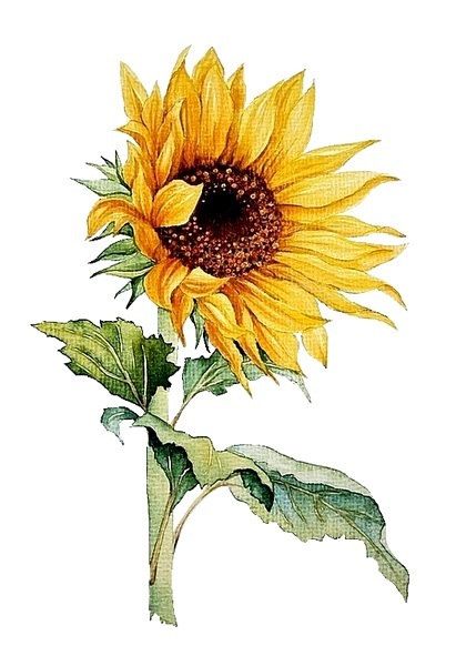 411x600 Flower Watercolor Painting - Sunflower Watercolor