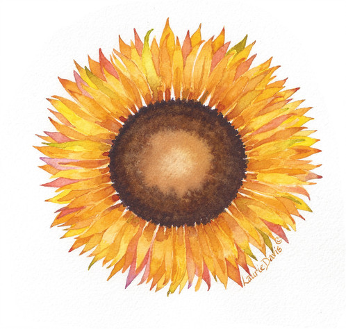 498x474 Giant Sunflower Watercolor Art Card - Sunflower Watercolor