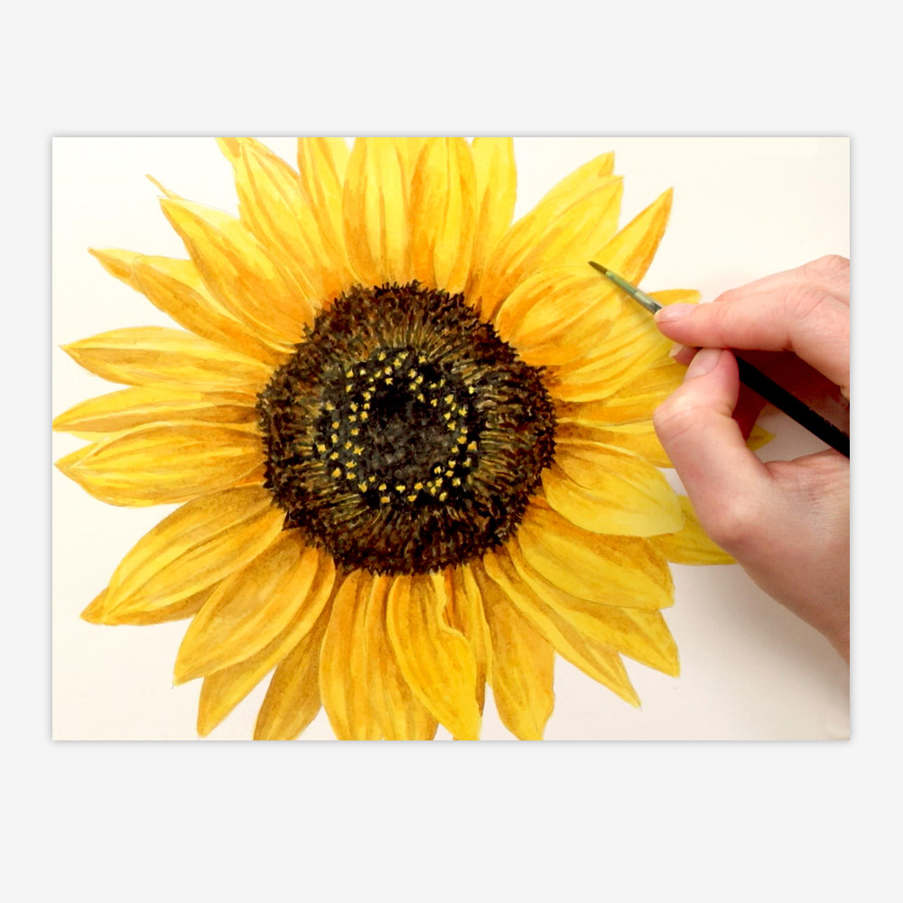 1000x1000 How To Paint A Realistic Sunflower In Watercolour - Sunflower Watercolor