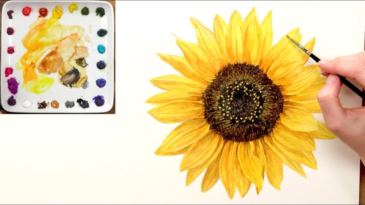 1280x720 How To Paint A Realistic Sunflower In Watercolour With Anna Mason - Sunflower Watercolor