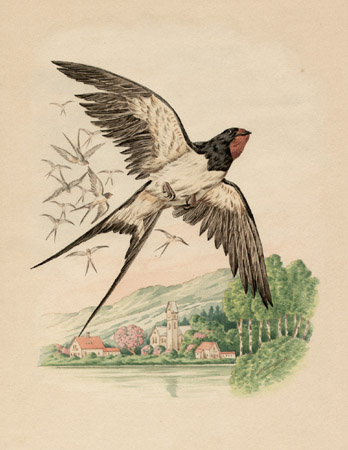 348x450 Natural History Art, Birds, Barn Swallows, Antique Watercolor - Swallow Watercolor