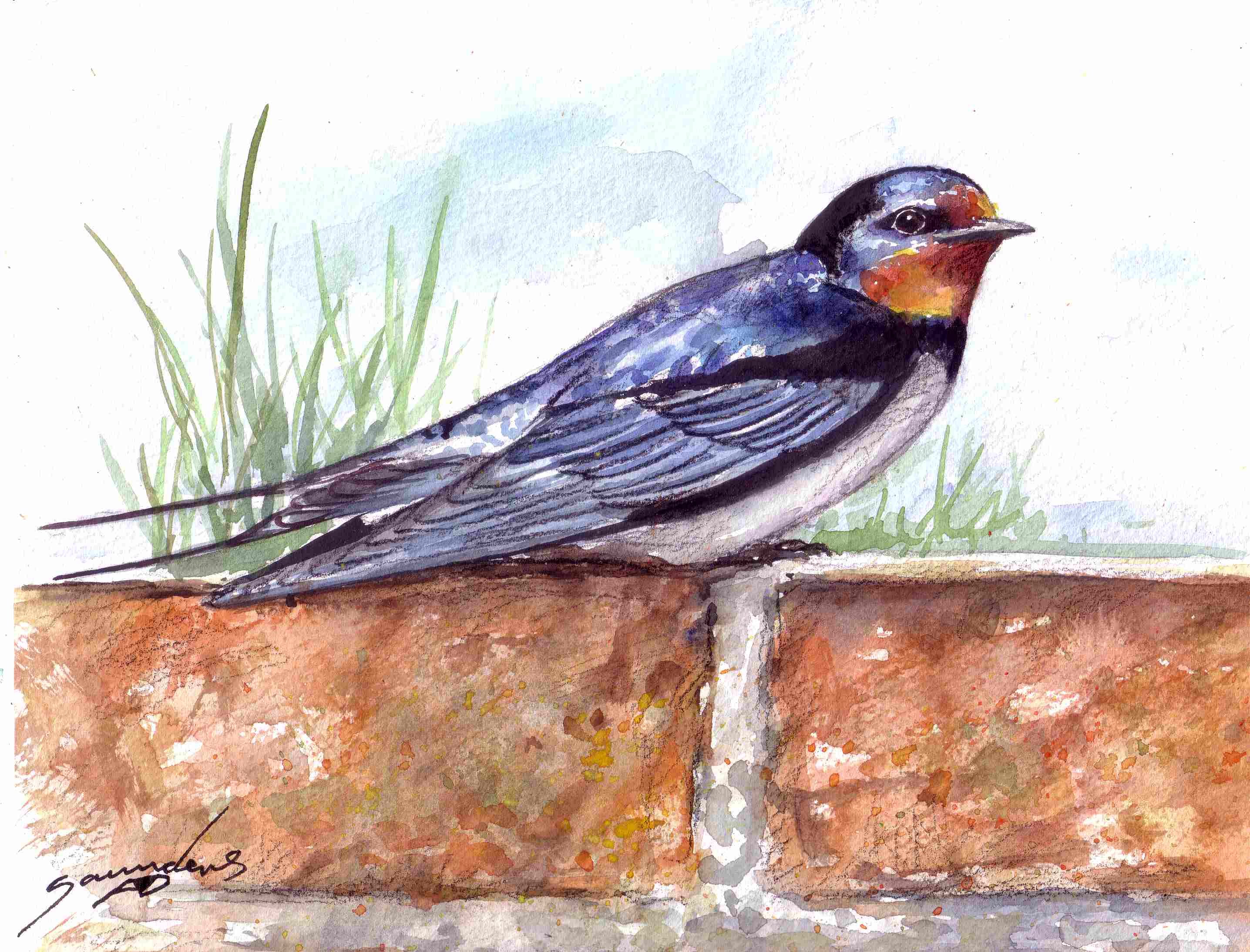2872x2188 Swallow Bird Time Lapse Watercolour - Swallow Watercolor