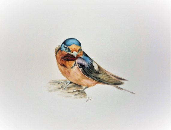 570x435 Swallow Watercolor Bird Portrait Wildlife Watercolor Etsy - Swallow Watercolor