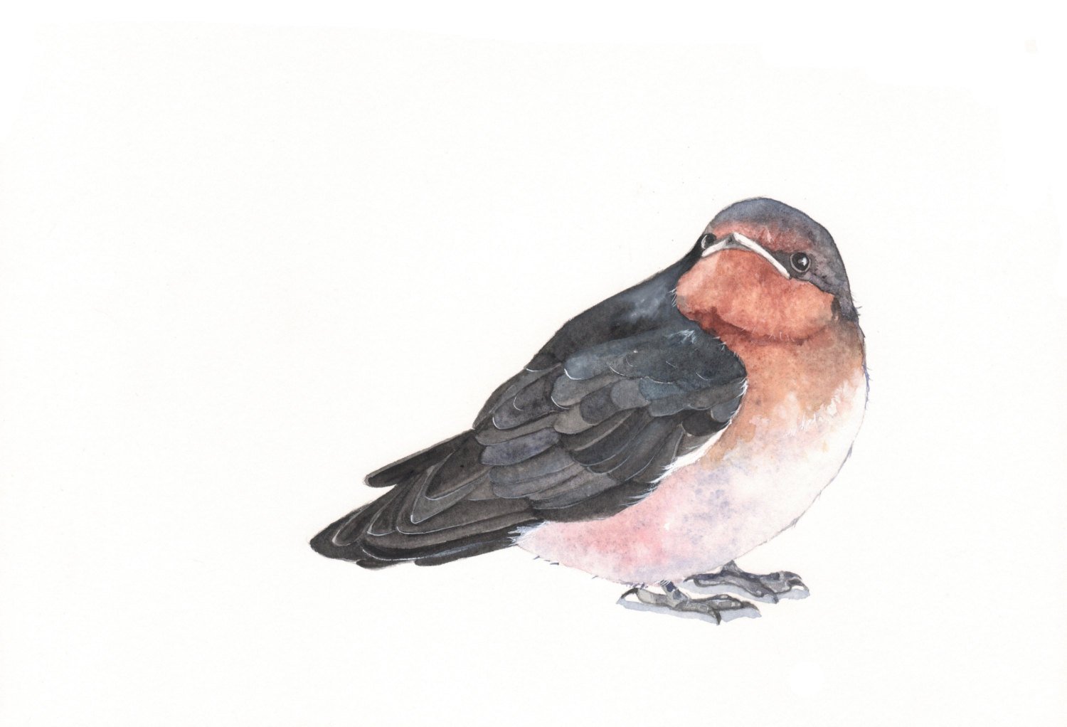 1500x1022 Swallow Watercolor Painting Print Of Watercolor Painting A4 Etsy - Swallow Watercolor