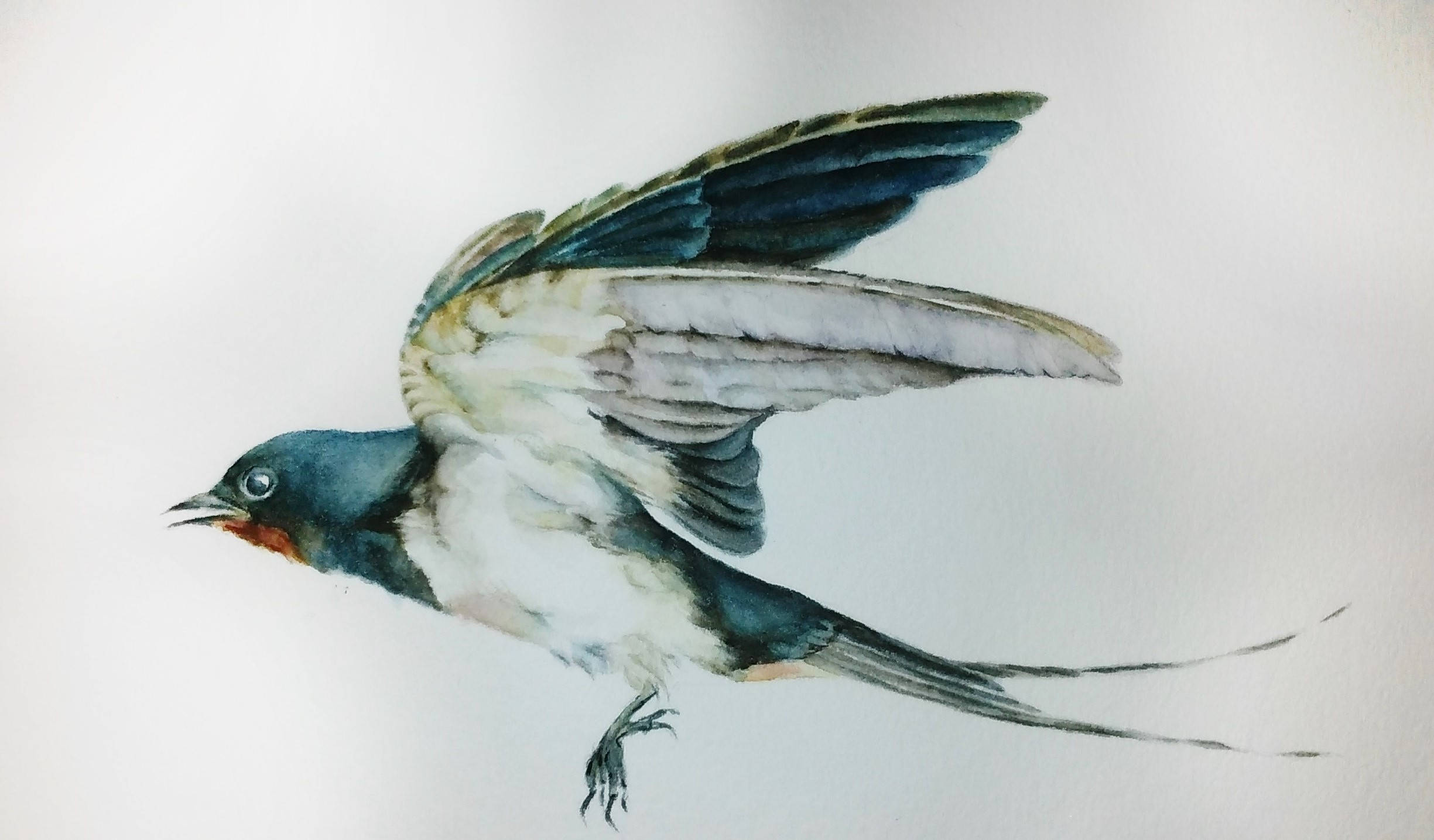 2449x1435 Swallow Watercolor Passe Partout Frame Bird Portrait Etsy - Swallow Watercolor