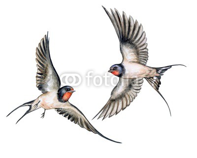 400x320 Swallow. Birds In Flight Isolated On White Background. Watercolor - Swallow Watercolor