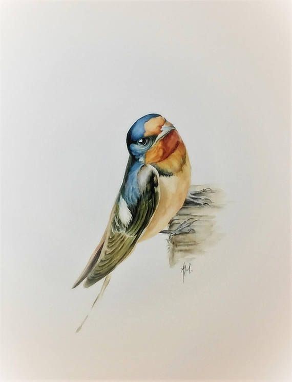 570x747 The Swallow Bird Original Watercolor Painting Akwarele - Swallow Watercolor