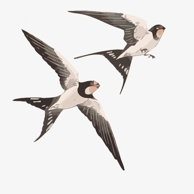 650x651 Vector Swallow, Swallow, Birds, Watercolor Png And Vector For Free - Swallow Watercolor