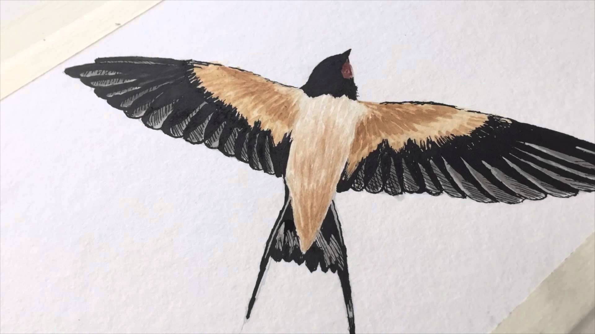 1920x1080 Watercolour Painting - Swallow Watercolor