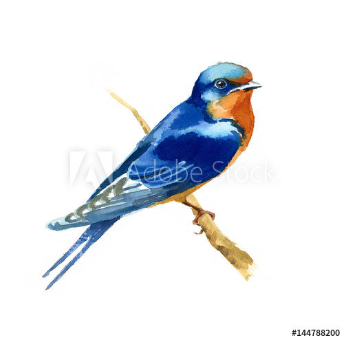 500x494 Watercolor Blue Bird Barn Swallow On The Branch Hand Drawn - Swallow Watercolor
