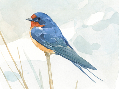400x300 Barn Swallow Watercolor By David Scheirer - Swallow Watercolor