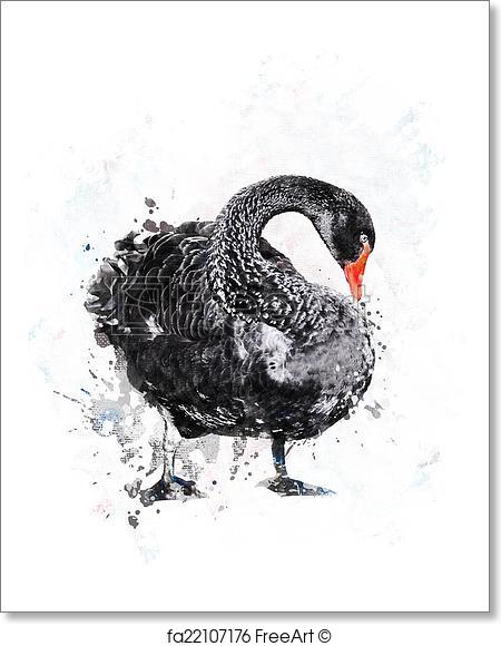 450x580 Free Art Print Of Black Swan.watercolor. Watercolor Digital - Swan Watercolor