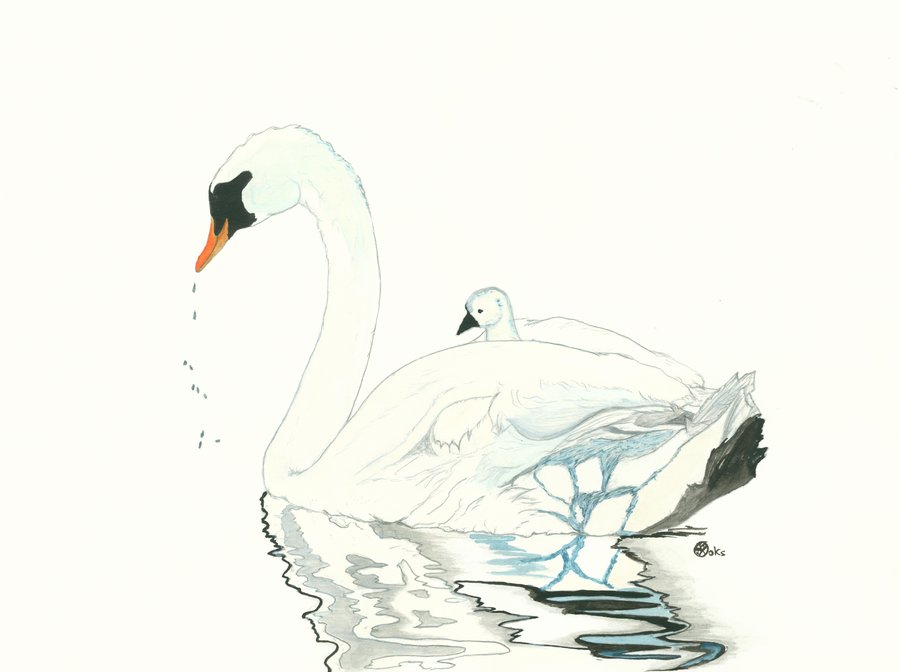 900x672 Swan Watercolor By K Roks G - Swan Watercolor