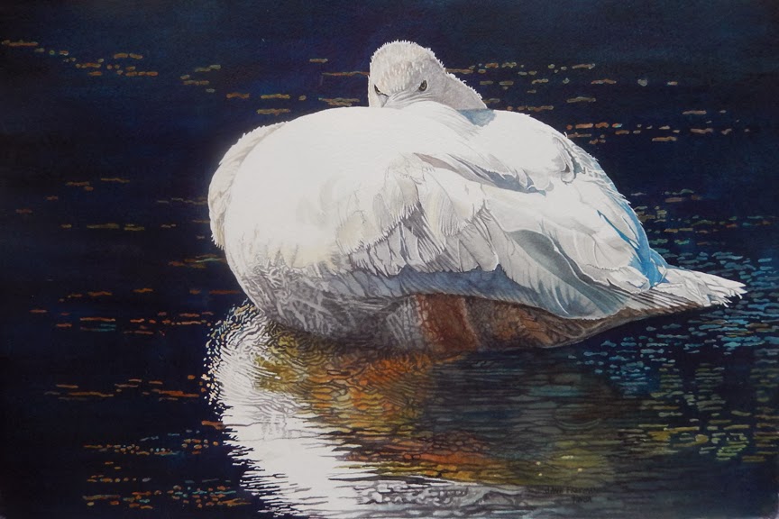 864x576 Watercolor Mania Swan Watercolor In Yellowstone - Swan Watercolor