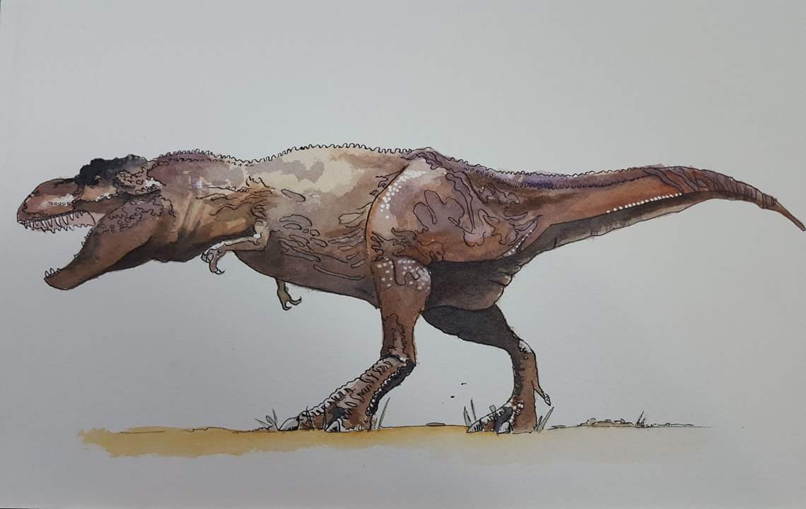 1140x720 T Rex Illustration, Pen Ink Watercolor, 9x12 On Arches Watercolor - T Rex Watercolor