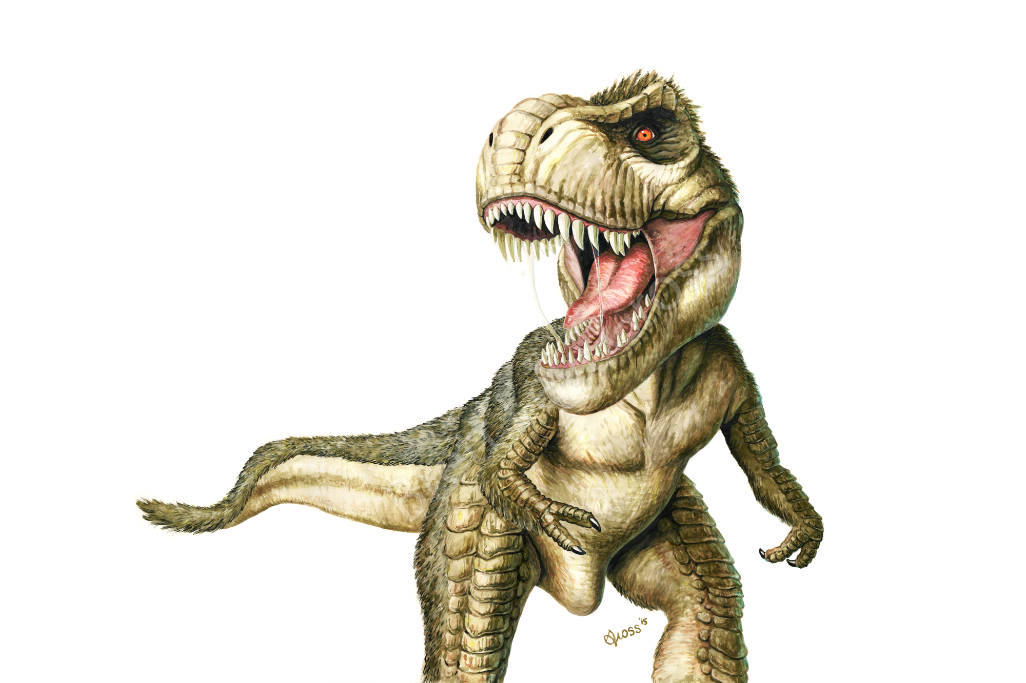 Тираннозавр рекс на белом фоне
