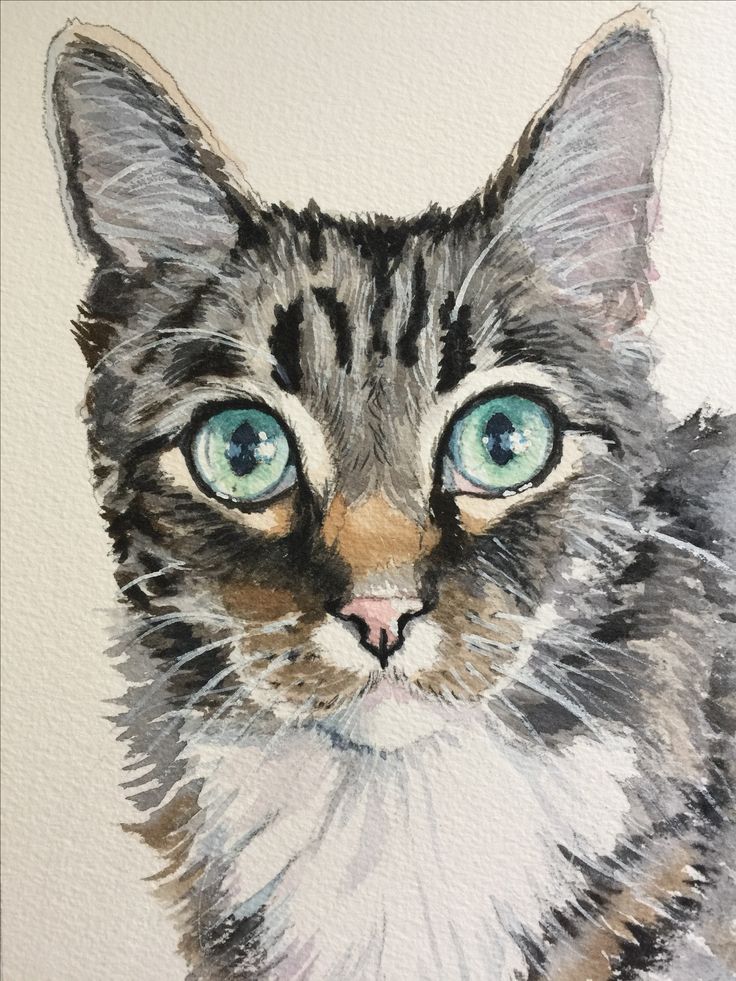 736x981 Gray Tabby Cat Watercolor Painting By Sherry Daerr Acuarelas - Tabby Cat Watercolor