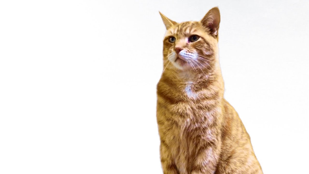 1280x720 How To Paint A Live Tabby Cat, A Watercolor Tutorial, Step By Step - Tabby Cat Watercolor