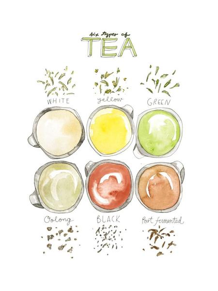 450x600 Six Types Of Tea Watercolor Art Print Marcella Kriebel Art + - Tea Watercolor