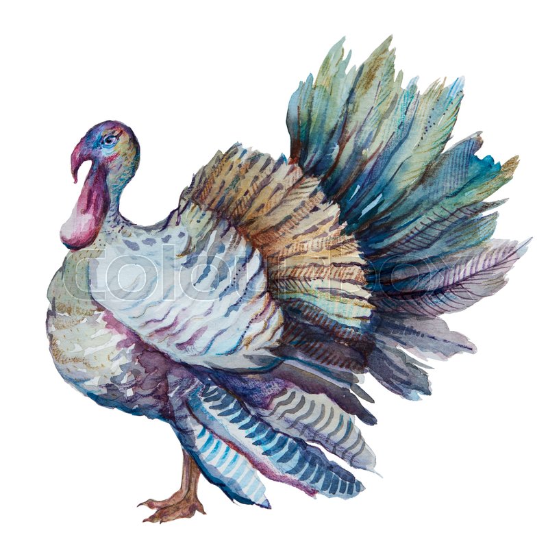 800x800 Thanksgiving Turkey, Watercolor Painting, Isolated Om White - Thanksgiving Watercolor