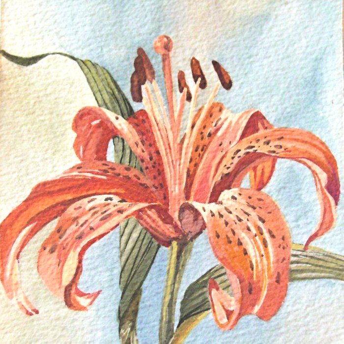700x700 Orange Tiger Lily Watercolor Painting Duvet Cover By - Tiger Lily Watercolor