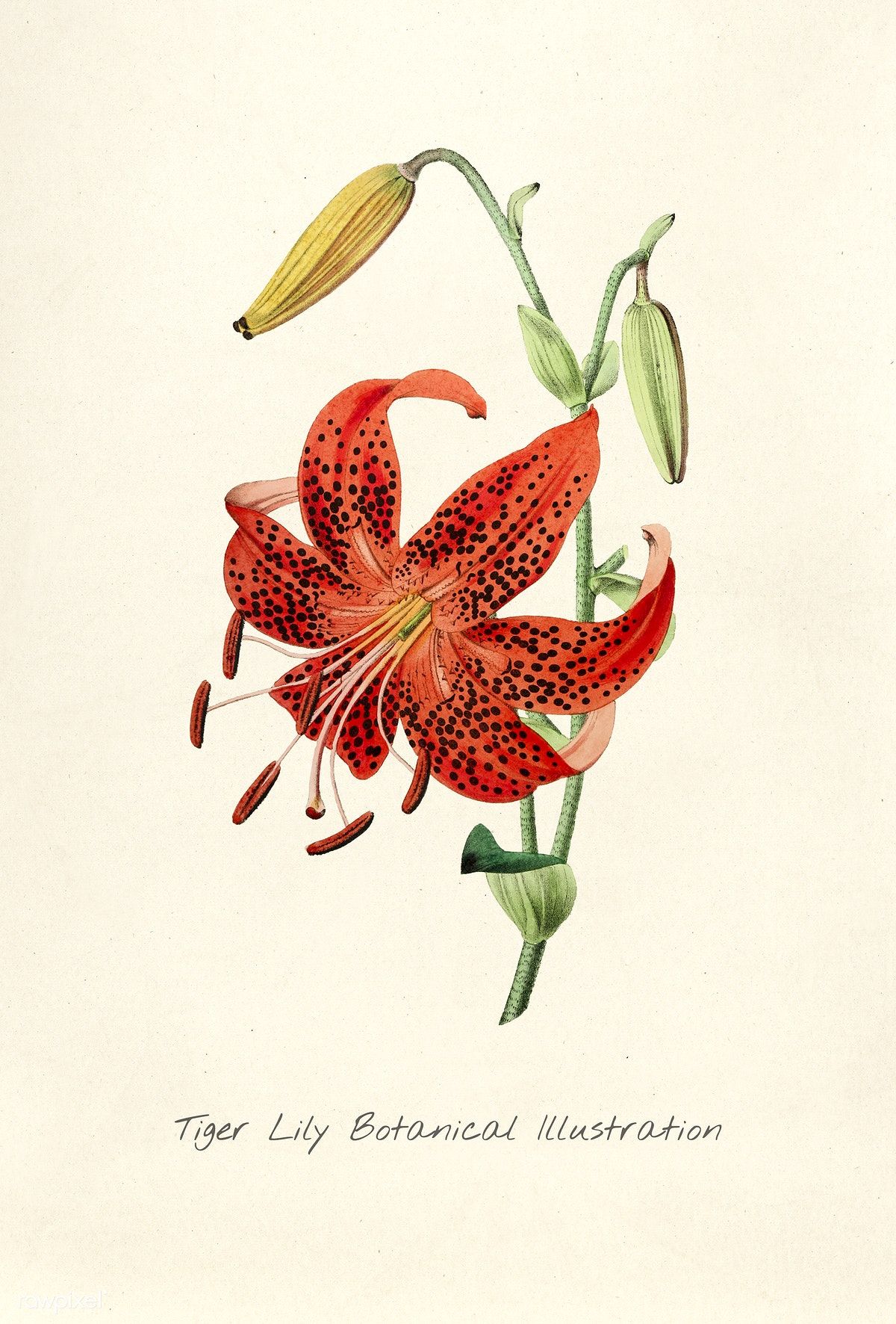 1200x1772 Public Domain Antique Watercolor Drawing Of Tiger Lily Botanical - Tiger Lily Watercolor