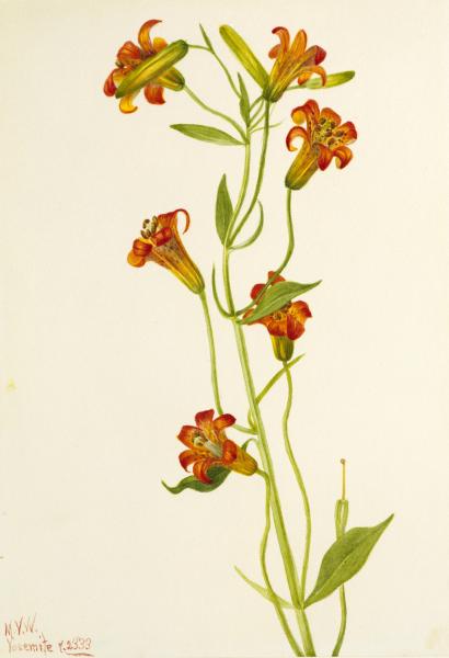 410x600 Small Tiger Lily (Lilium Parvum) Smithsonian American Art Museum - Tiger Lily Watercolor