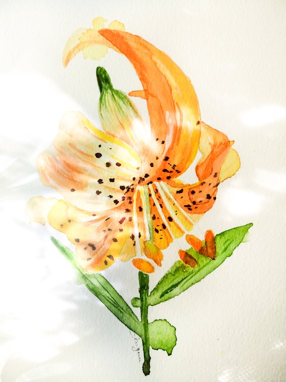 Tiger Lily Watercolor At PaintingValley Com Explore Collection Of   Tiger Lily Watercolor 32 