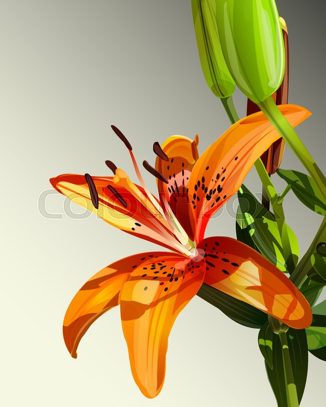 640x800 Vector Illustration Of Tiger Lily Flower With Green Leaves - Tiger Lily Watercolor