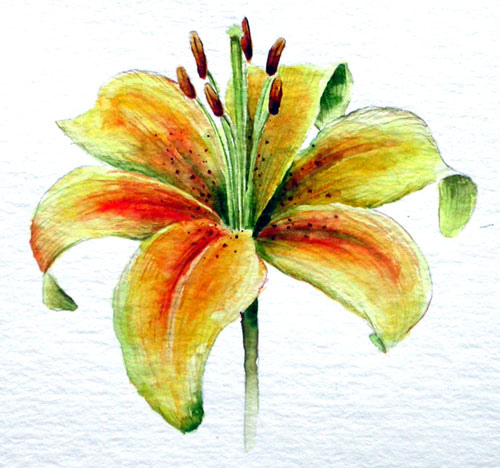 500x468 Watercolor Sketch - Tiger Lily Watercolor