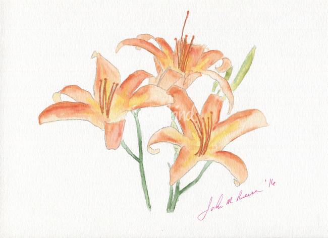 650x472 Botanical Tiger Lilies Watercolor Painting Reproductions For - Tiger Lily Watercolor