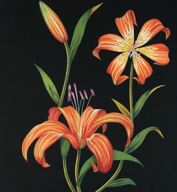 597x648 Jaggu Prasad Botanical Tiger Lily Watercolor Painting Watercolor - Tiger Lily Watercolor
