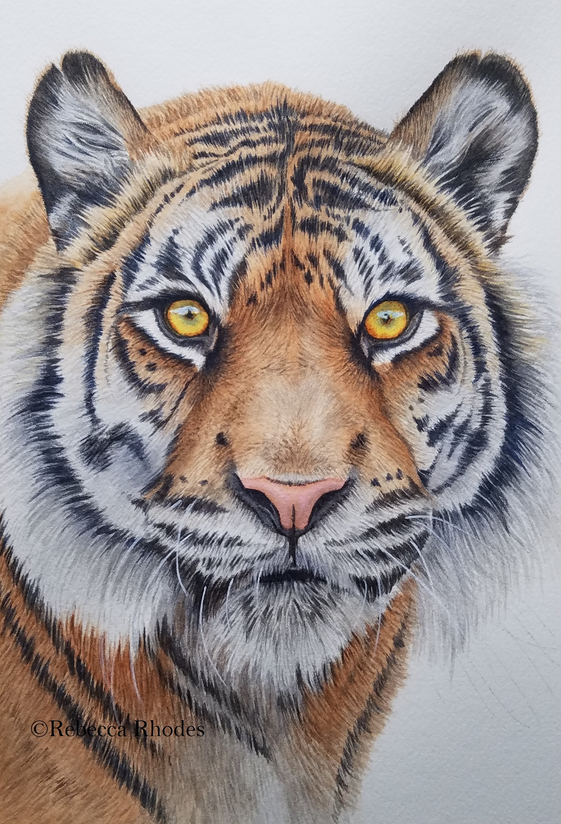 1877x2755 How To Paint A Watercolor Tiger - Tiger Watercolor