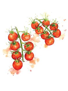 Tomato Watercolor