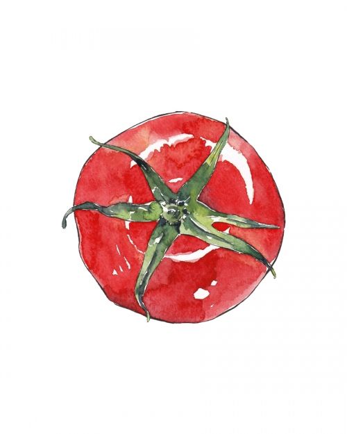 500x625 Tomato - Tomato Watercolor