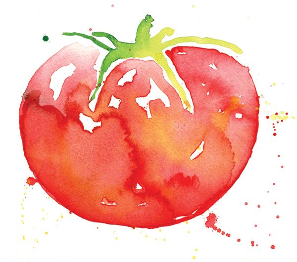 600x530 Tomato Watercolor Painting By Karen Kurycki Watercolor Fruits - Tomato Watercolor
