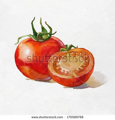 450x470 Tomato. Watercolor Painting On White Background. Painting - Tomato Watercolor