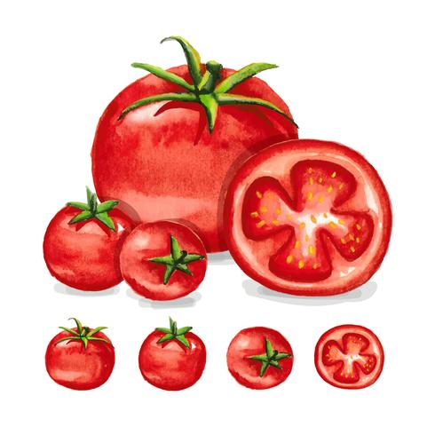 490x490 Tomatoes Watercolor - Tomato Watercolor